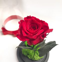 Trandafir romantic nemuritor - Rosu